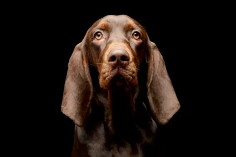 Portrait of an adorable German pointer Stock Photos