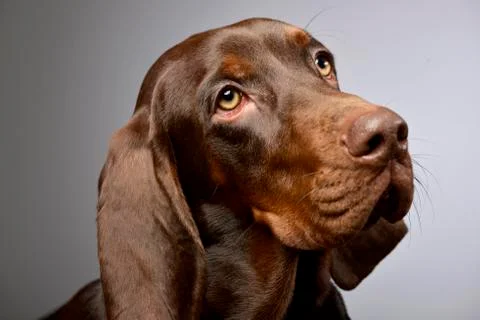 Portrait of an adorable German pointer Stock Photos