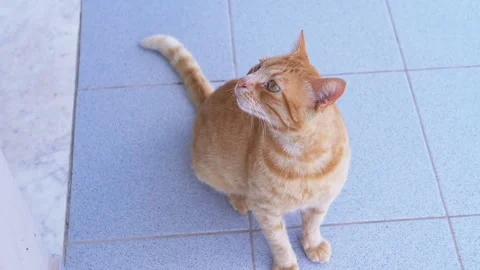 Portrait of Adorable Ginger Cat Looking up with Curiosity with Big Green Eyes Stock Footage 312521550