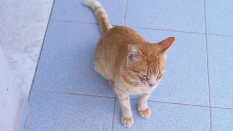 Portrait of Adorable Ginger Cat Looking up with Curiosity with Big Green Eyes Stock Footage 312523652