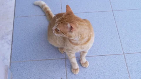 Portrait of Adorable Ginger Cat Looking up with Curiosity with Big Green Eyes Stock-Footage 312523840