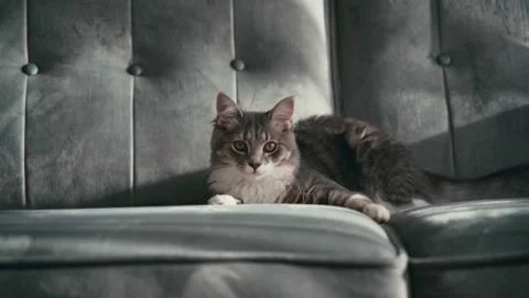 Portrait of an adorable grey cat lying on a couch Stock Footage 146362693