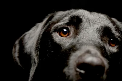 Portrait of an adorable mixed breed dog Stock Photos
