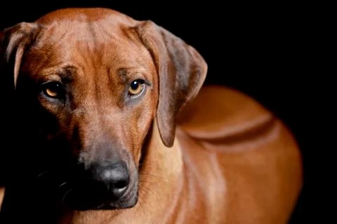 Portrait of an adorable Rhodesian ridgeback Stock Photos