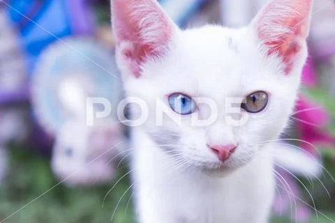 Portrait of adorable white kitten with heterochromia Stock Photos