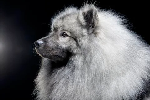 Portrait of an adorable wolf spitz Stock Photos