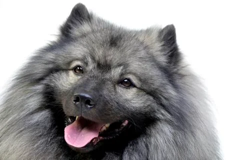Portrait of an adorable wolf spitz Stock Photos