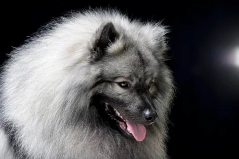 Portrait of an adorable wolf spitz Stock Photos