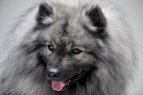 Portrait of an adorable wolf spitz Stock Photos