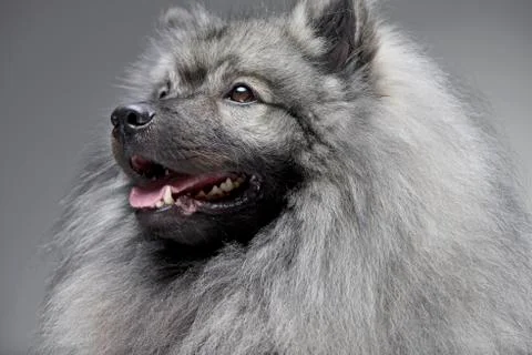 Portrait of an adorable wolf spitz Stock Photos