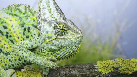 Portrait of an adult colorful Veiled chameleon Chamaeleo calyptratus sits on a Stock Photos