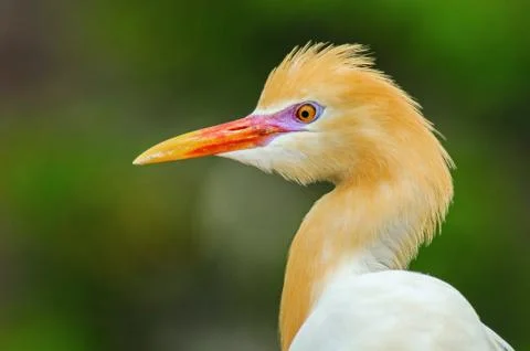 Portrait of adult  eastern cattle egrets in breeding dress, indonesia Stock Photos