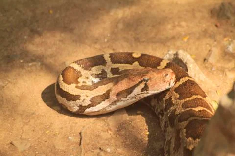 Portrait of an adult reticulated python , close up. blur background photo Stock Photos