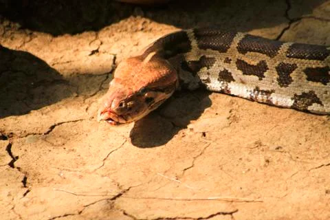 Portrait of an adult reticulated python , close up. blur background photo Foto stock