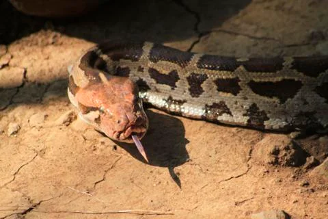 Portrait of an adult reticulated python , close up. blur background photo 스톡 사진