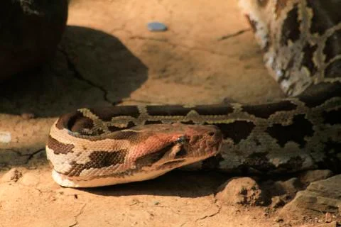 Portrait of an adult reticulated python , close up. blur background photo Stock-Fotos