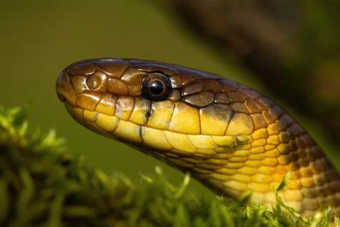 Portrait of aesculapian snake looking in summer nature Stock Photos