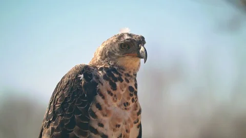 Portrait of African Crowned Eagle head and shoulders Stock-Footage 84027311