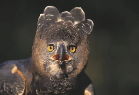 Portrait Of An African Crowned Eagle 스톡 사진
