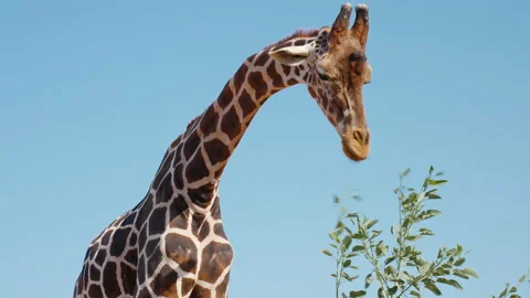 Portrait  African giraffe eats young green leaves from tree branches Stock Footage 238609472