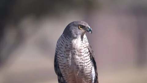 Portrait of African Goshawk looking off to the side large DoF Stock Footage 84026367