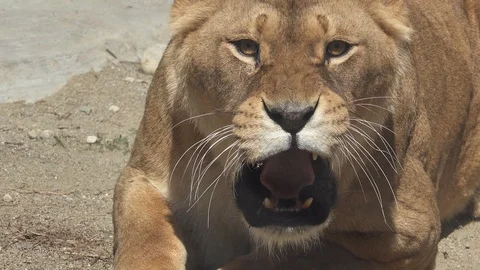 Portrait of aggressive lioness attacking Stock Footage 91847626