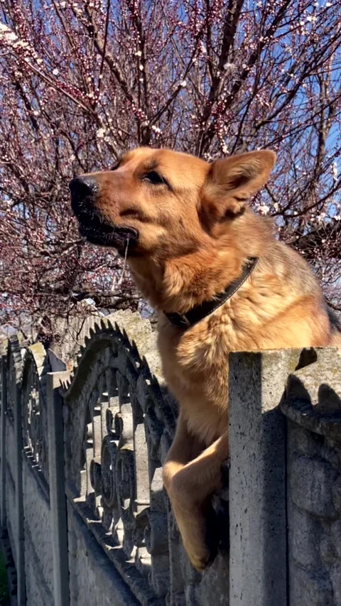 Portrait of an aggressive purebred German Shepherd. Stock Footage 332249899