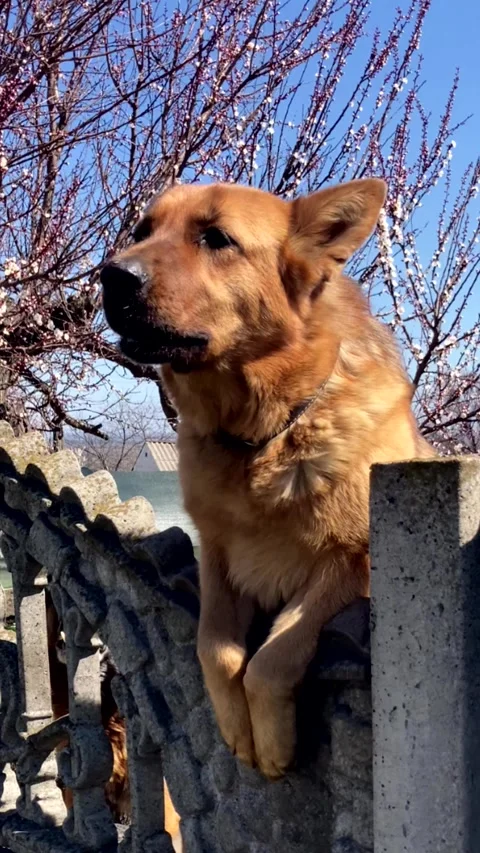 Portrait of an aggressive purebred German Shepherd. Stock Footage 332249900