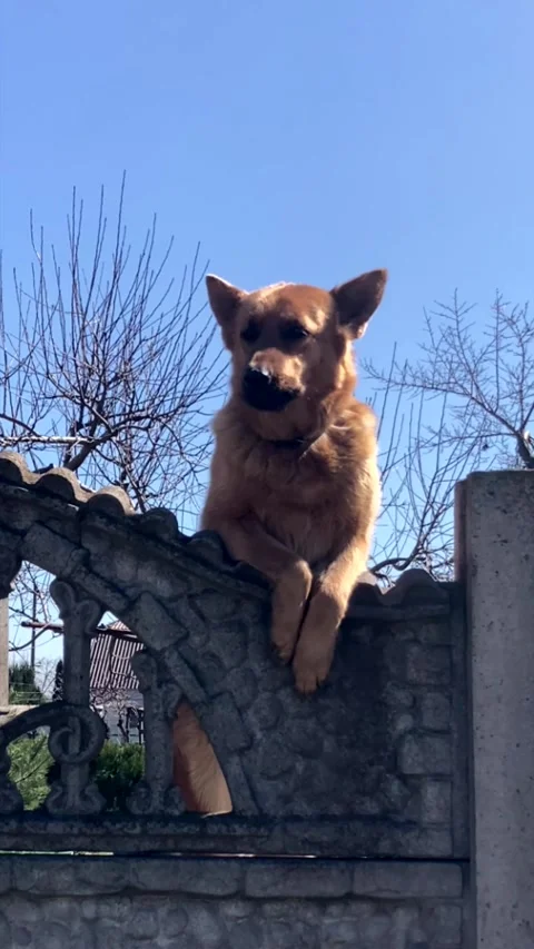Portrait of an aggressive purebred German Shepherd. Stock Footage 332249902