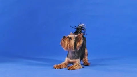 Portrait of an aggressive Yorkshire terrier in the studio on a blue background Stock Footage 154511778