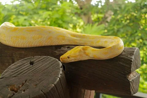 A portrait of an albino Burmese Python, Python bivittatus curling on a branch 写真素材