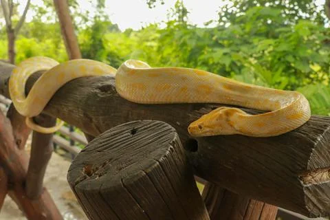 A portrait of an albino Burmese Python, Python bivittatus curling on a branch Photos