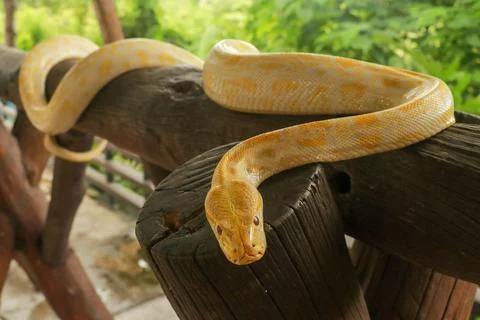 A portrait of an albino Burmese Python, Python bivittatus curling on a branch Foto stock