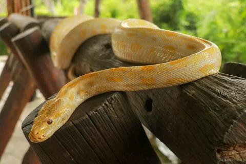 A portrait of an albino Burmese Python, Python bivittatus curling on a branch Stock Photos