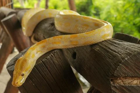 A portrait of an albino Burmese Python, Python bivittatus curling on a branch Foto stock