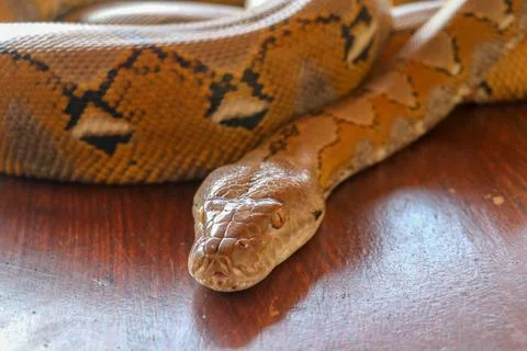 Portrait of a Albino reticulated python snake. Beautiful reptile. Internation Stock Photos