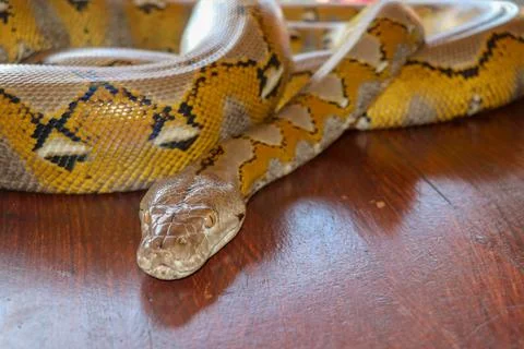 Portrait of a Albino reticulated python snake. Beautiful reptile. Internation Foto stock
