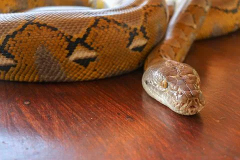 Portrait of a Albino reticulated python snake. Beautiful reptile. Internation 写真素材