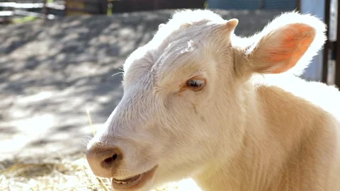 Portrait of an albino white cow chewing ... | Stock Video | Pond5