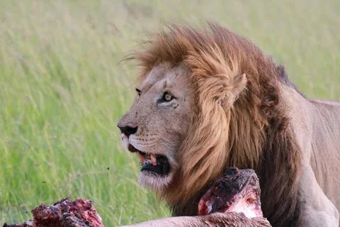 Portrait of an alert lion looking into camera, sitting near his buffalo kill Stock Photos
