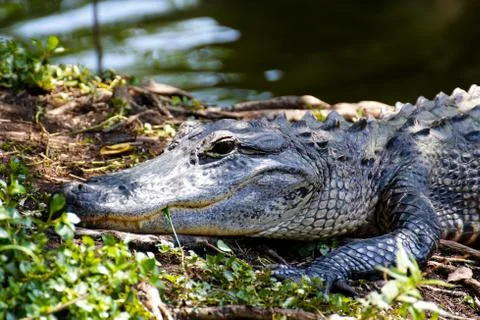 Portrait of an Alligator Stock Photos