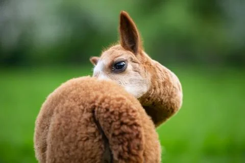 Portrait of Alpaca from the back Stock Photos