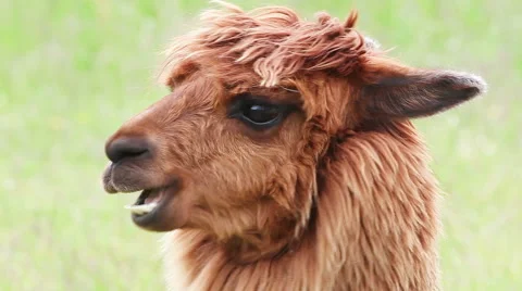 Portrait of alpaca Vídeos de archivo 60699140