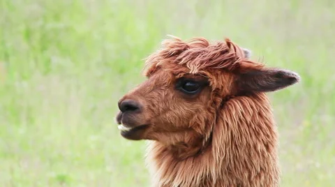 Portrait alpaca Stock Footage 60699141