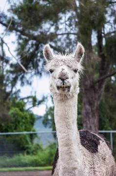 Portrait of an alpaca Stock Photos
