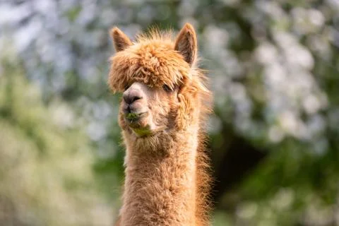 Portrait of an Alpaca Stock Photos