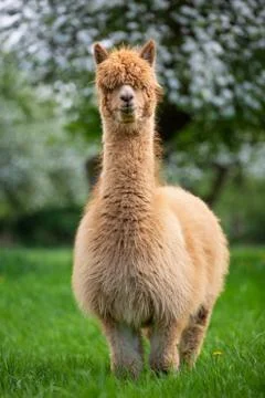 Portrait of an Alpaca Stock Photos