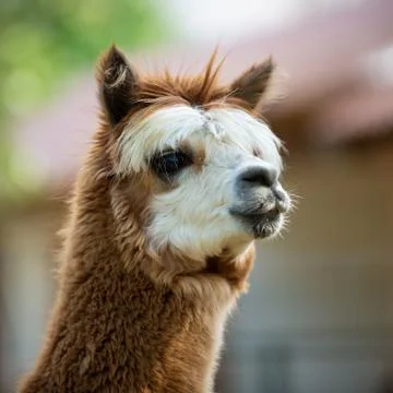 Portrait of an Alpaca Stock Photos