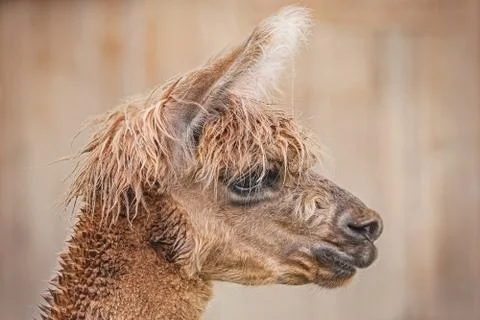 Portrait of Alpaca Stock Photos