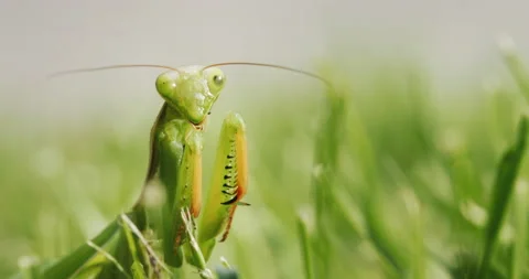 Portrait of an amazing praying mantis - a predatory insect in the grass. Stock Footage 209176309